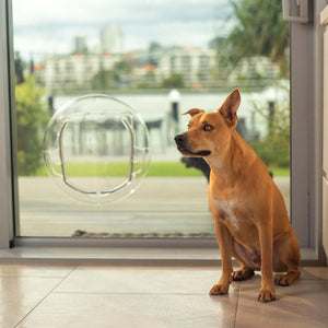 Dog sitting on a wooden floor looking out of a glass door with a clear pet door.