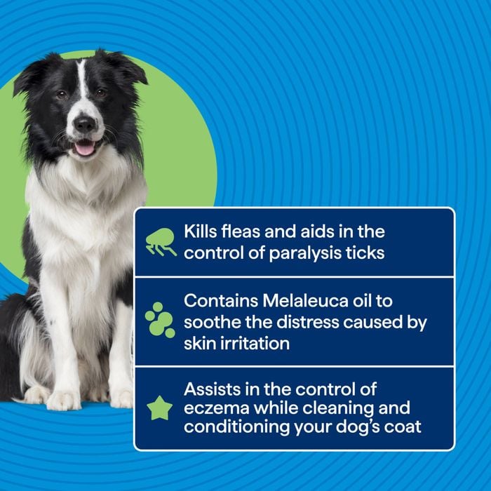 Dog with product features on a blue background