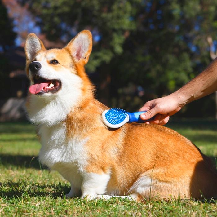 Corgi being brushed by a person outdoors on grass with trees in the background