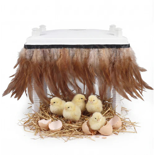 Small white incubator with fluffy brown feathers and baby chicks on a white background at Pet Servo