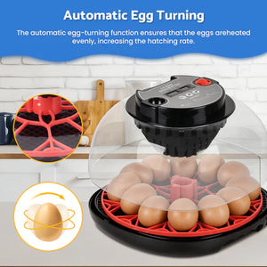 Egg incubator with automatic egg-turning feature on a kitchen counter at Pet Servo