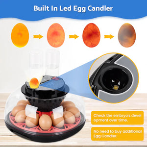 Egg candler with LED light showing the development of an embryo, on a white background at Pet Servo