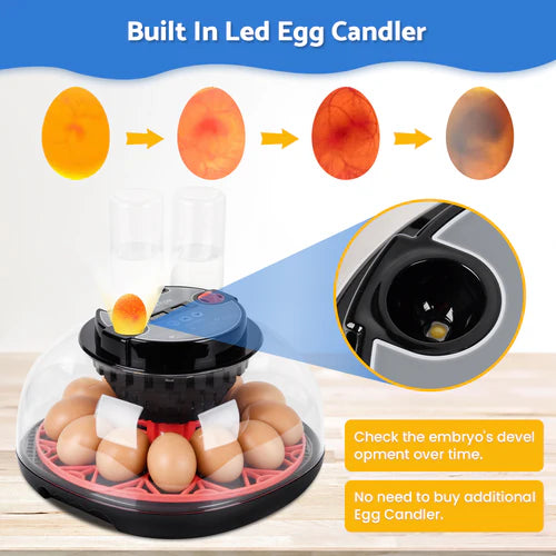 Egg candler with LED light showing the development of an embryo, on a white background at Pet Servo