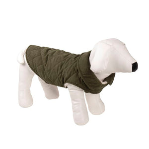 Dog wearing a green sweater on a white background 