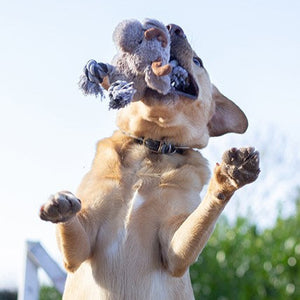 Dog playing with a stuffed toy outdoors