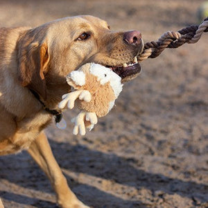 Dog playing with a plush toy on a dirt field