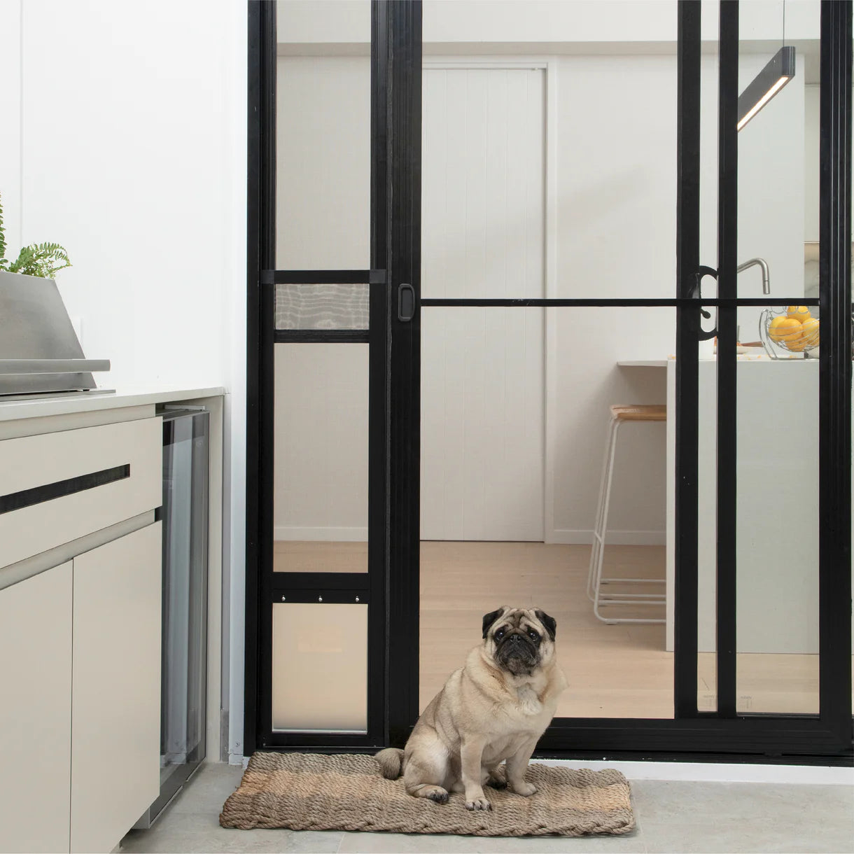 Dog sitting on a mat in front of a glass door with black frames.