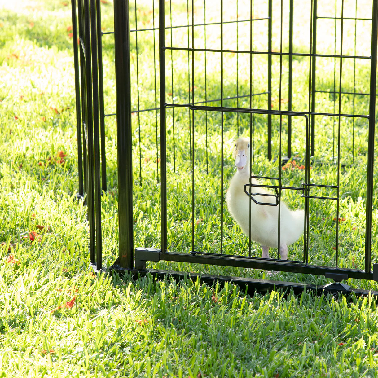 White bird in a black metal cage on grass