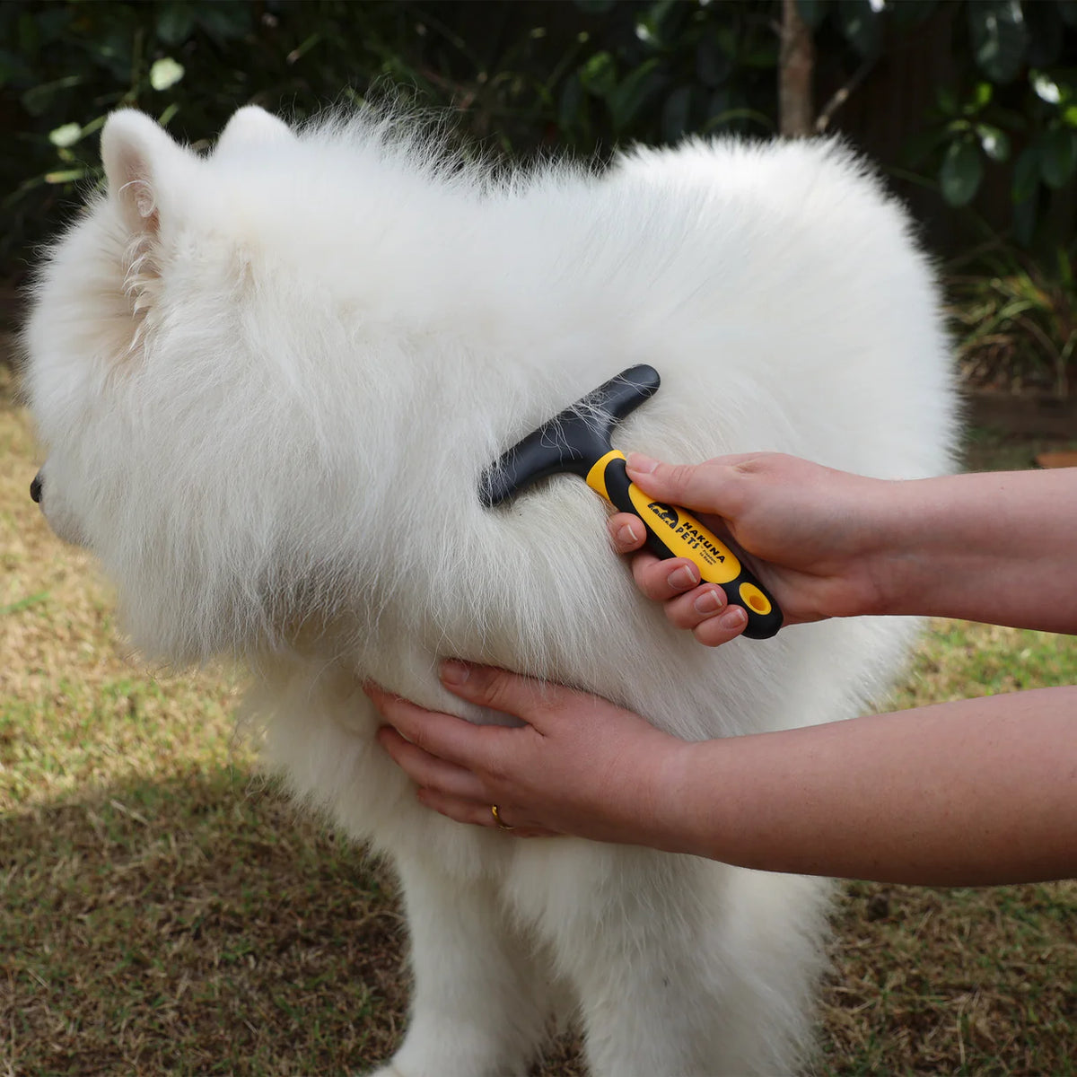 Person grooming a white dog with a brush outdoors