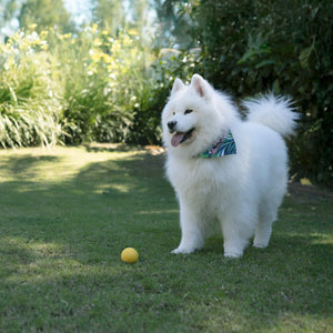 White dog with a colorful bandana standing on grass next to a yellow ball