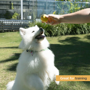 White dog playing with a yellow ball held by a person outdoors on grass
