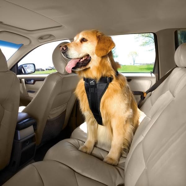 Dog sitting in a car with a harness, looking out the window at Pet Servo