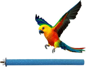 Colorful parrot perched on a blue pool noodle against a white background at Pet Servo