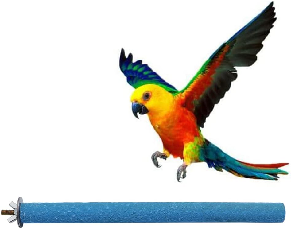 Colorful parrot perched on a blue pool noodle against a white background at Pet Servo