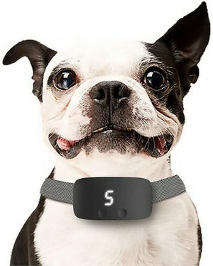Dog wearing a black electronic collar with a digital display on a white background at Pet Servo