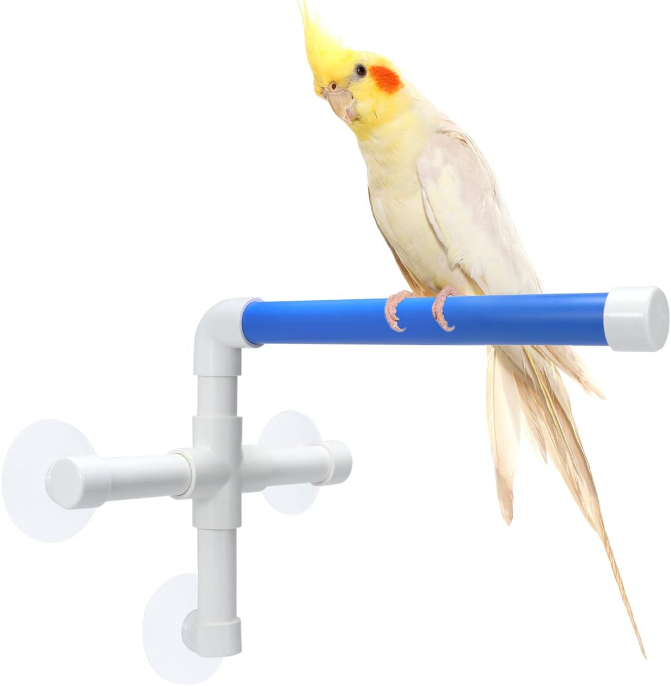 Bird perched on a blue and white bird stand against a white background at Pet Servo