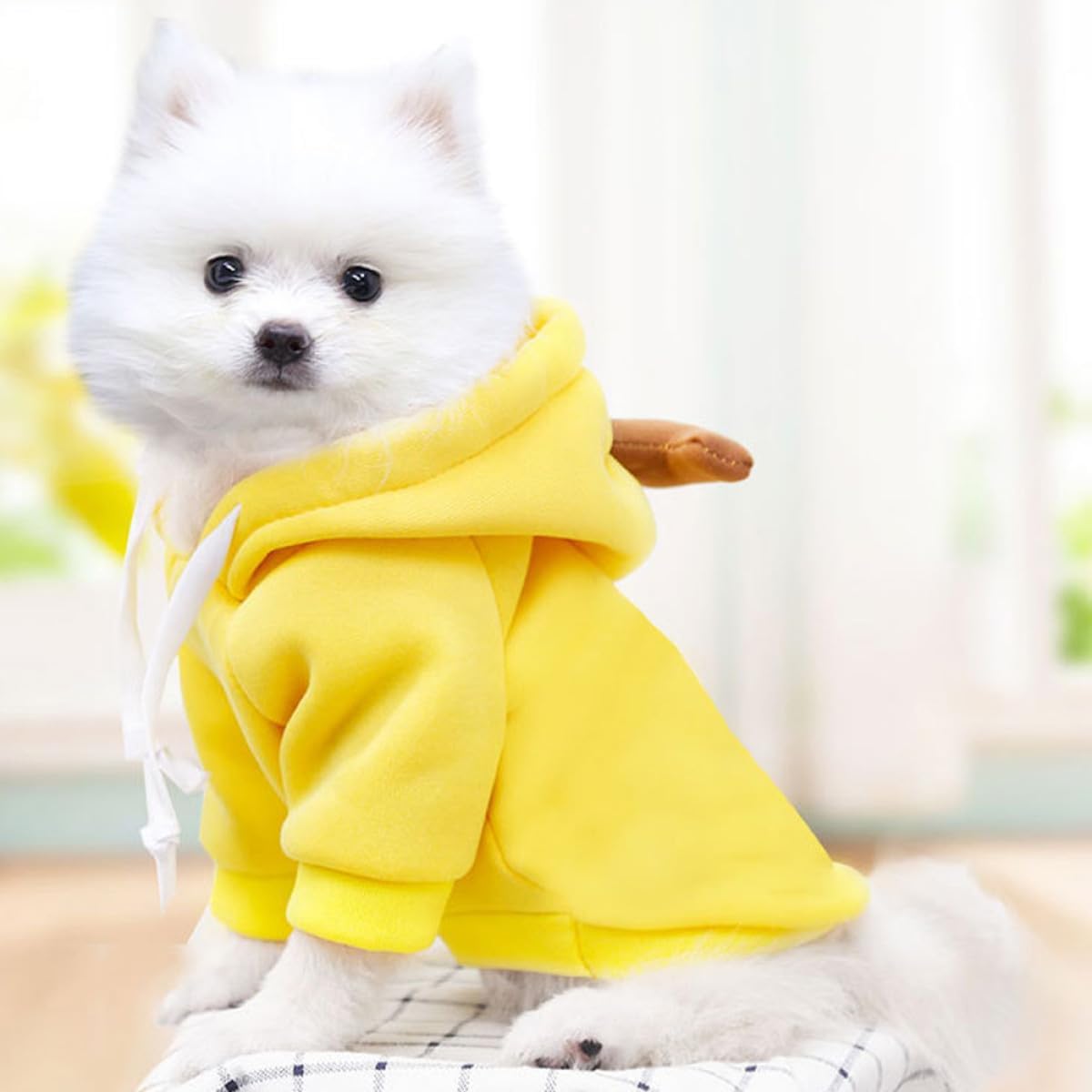 Small white dog wearing a yellow hoodie with a blurred background at Pet Servo