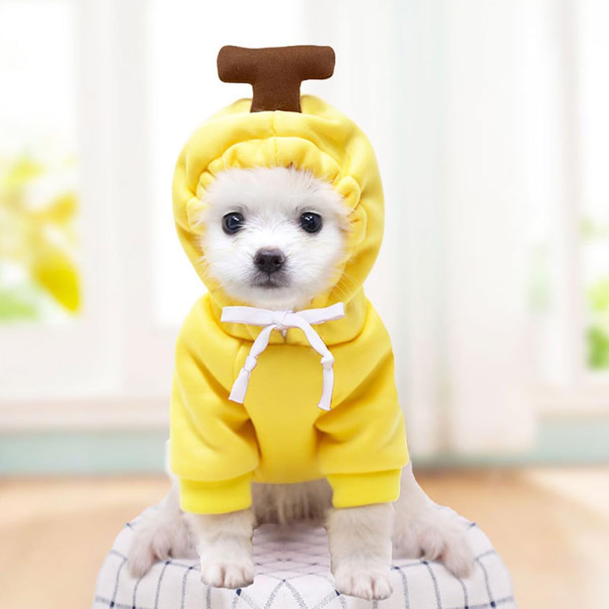 Small white dog wearing a yellow banana costume with a brown stem on a light background at Pet Servo