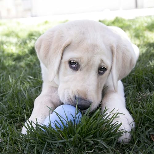 Puppy playing with a blue ball on grass at Pet Servo