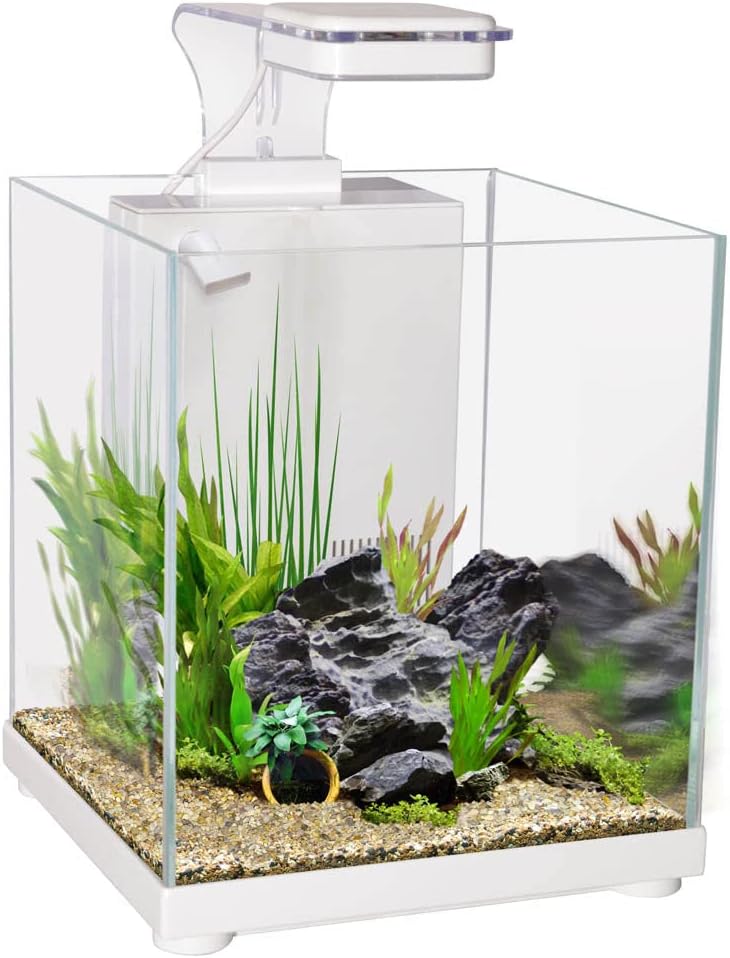 Small aquarium with plants and rocks on a white background at Pet Servo