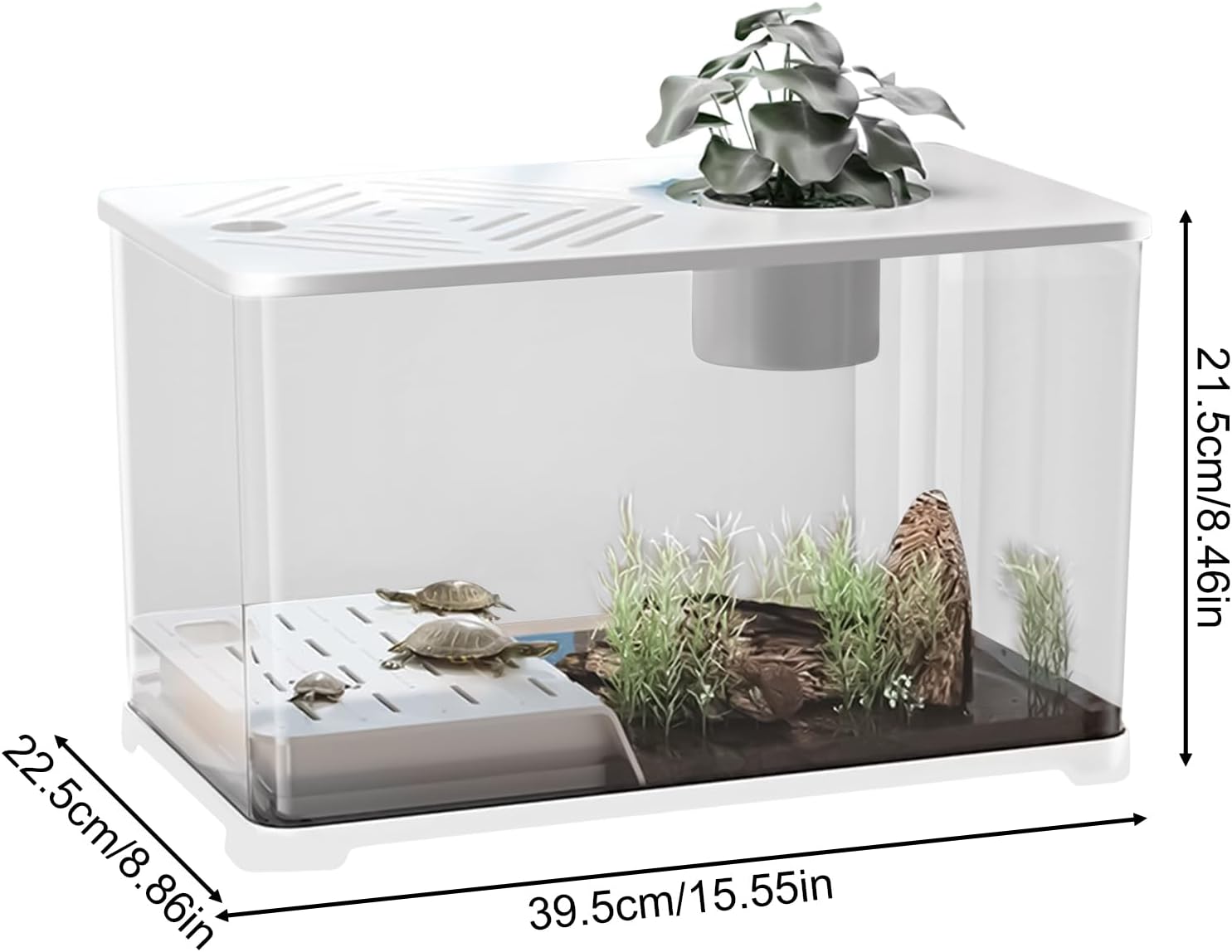 Small terrarium with plants and turtles, showing dimensions on a white background at Pet Servo