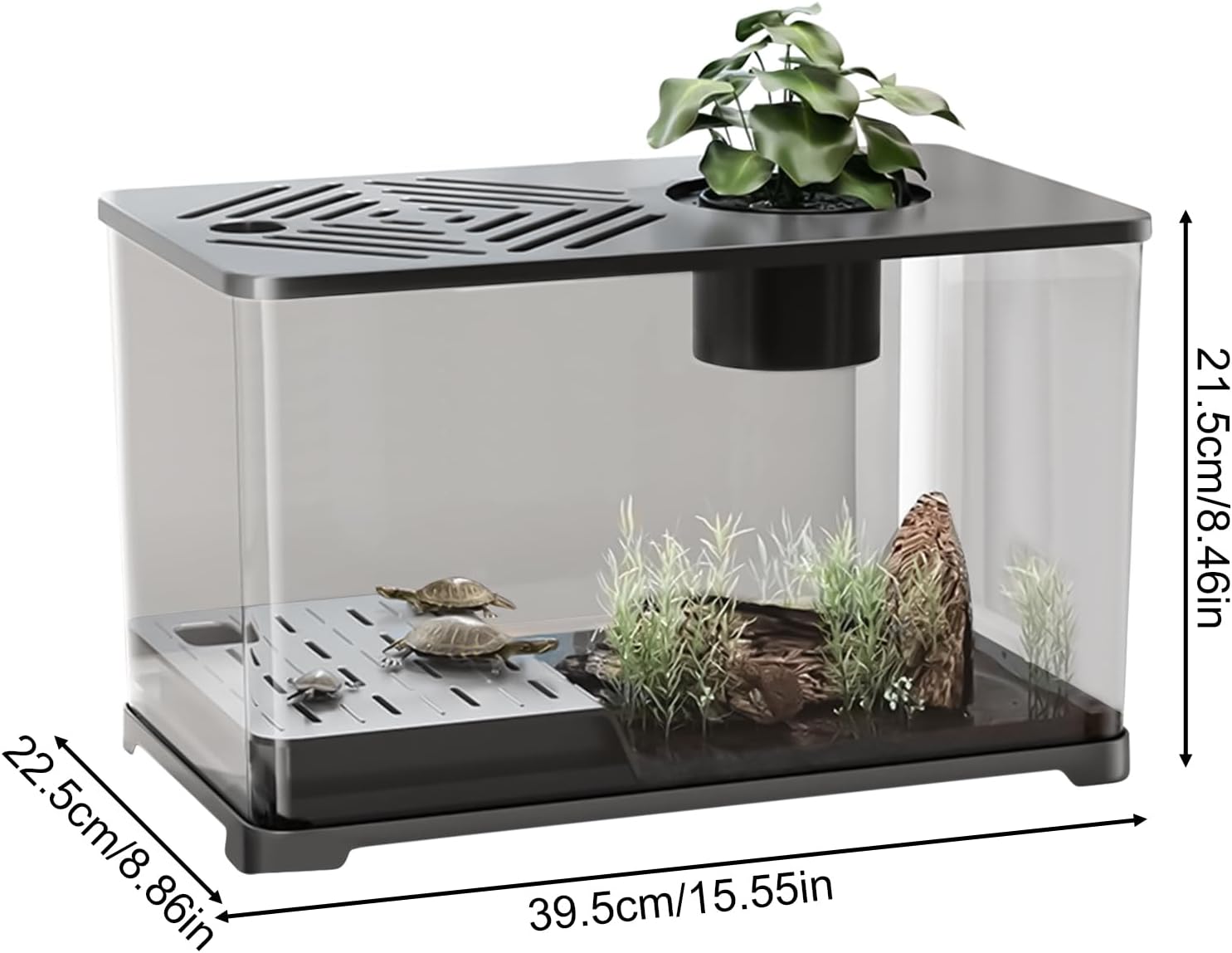 Small terrarium with plants and small animals, featuring dimensions on a white background at Pet Servo