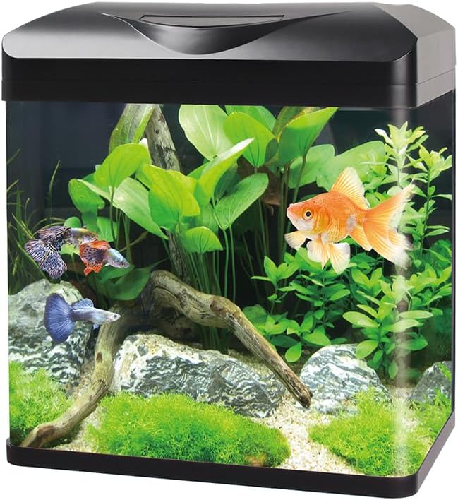 Fish tank with goldfish and guppies, decorated with plants and rocks at Pet Servo