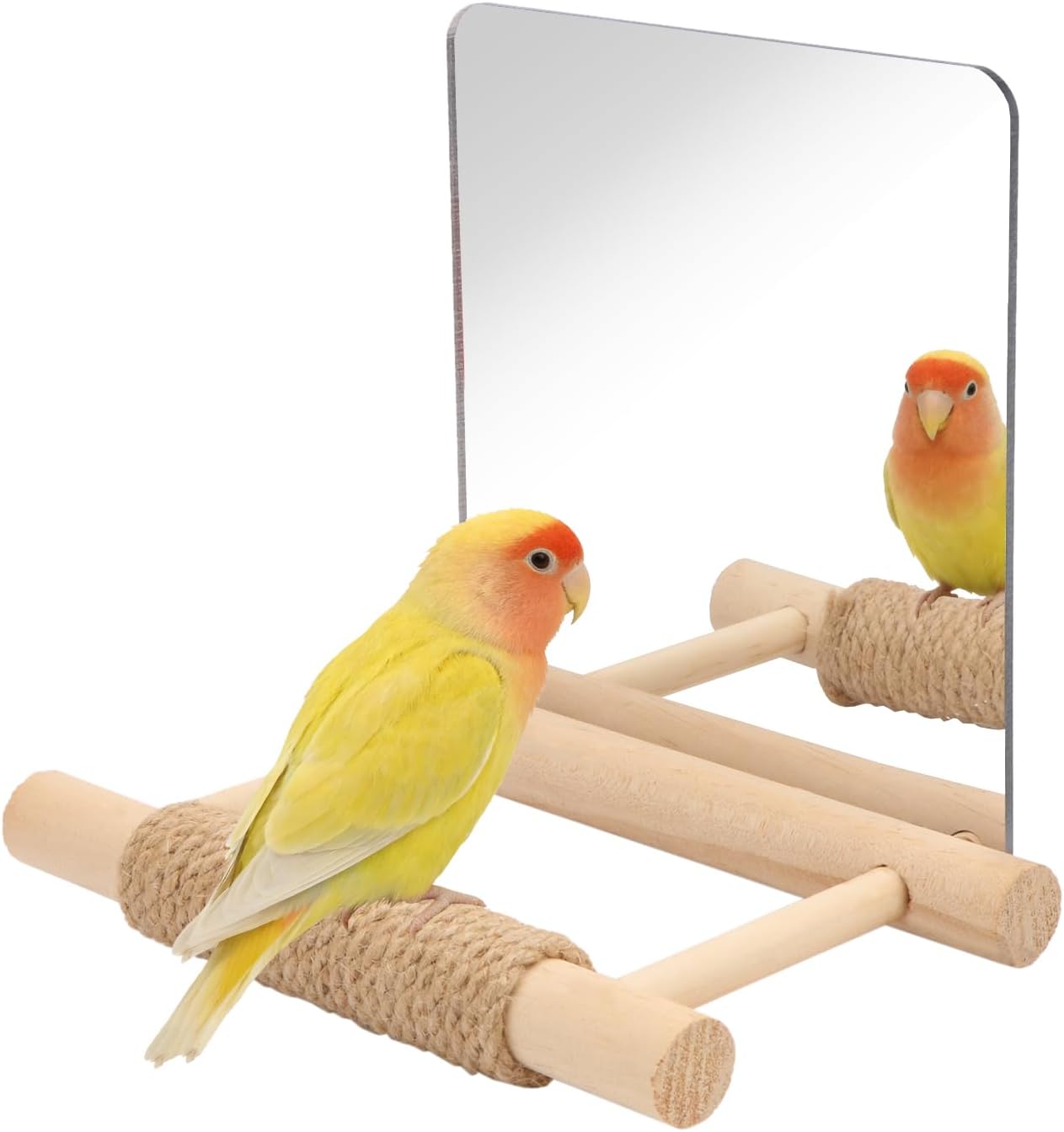 Bird perched on a wooden perch with a mirror reflecting its image at Pet Servo