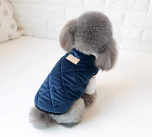 Small dog wearing a blue quilted jacket on a white couch at Pet Servo