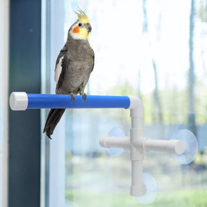 Cockatiel perched on a blue and white bird perch against a blurred window background at Pet Servo