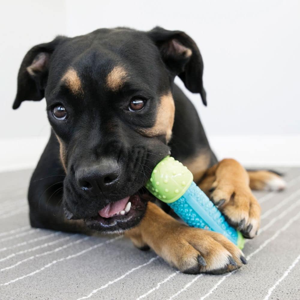 Dog playing with a blue and green chew toy on a striped surface at Pet Servo