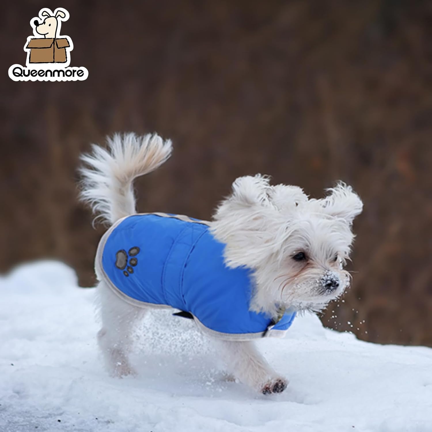 Small white dog wearing a blue coat standing on snow with 'Queenmore' branding at Pet Servo