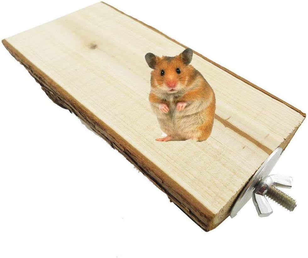 Hamster on a wooden platform with a white background at Pet Servo