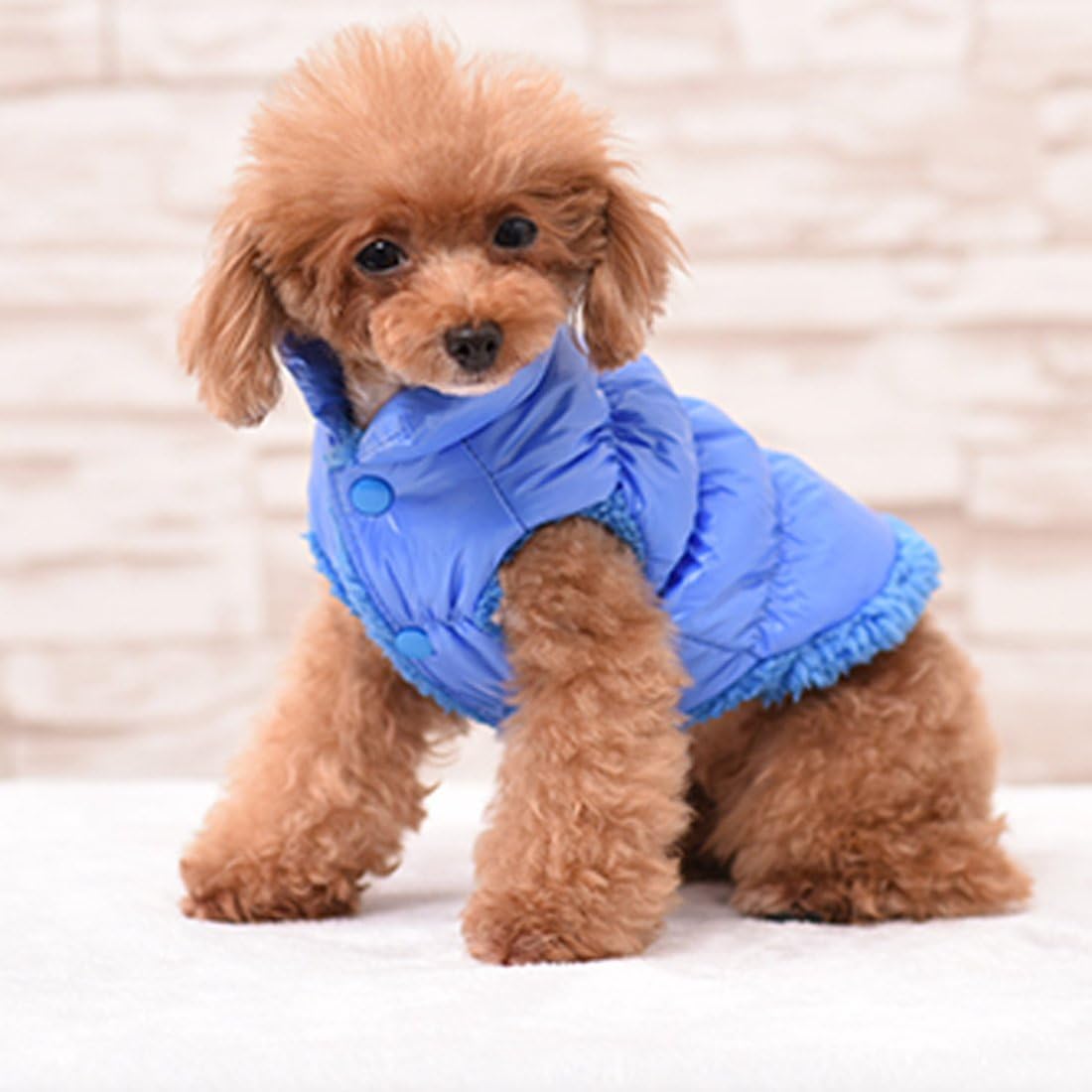 Small dog wearing a blue puffer vest on a light background at Pet Servo