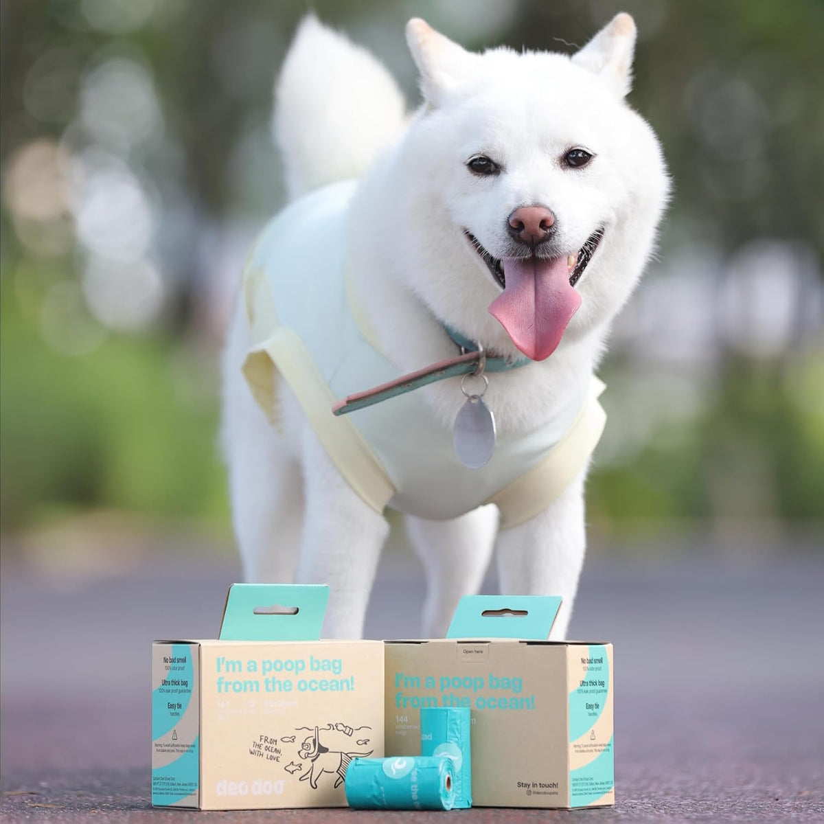 White dog wearing a harness with a box of pet waste bags on the ground at Pet Servo