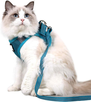 Cat wearing a blue harness on a white background at Pet Servo