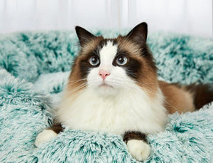 A fluffy long-haired cat with brown, white, and black fur lies on a soft mint green shaggy blanket, looking directly at the camera at Pet Servo