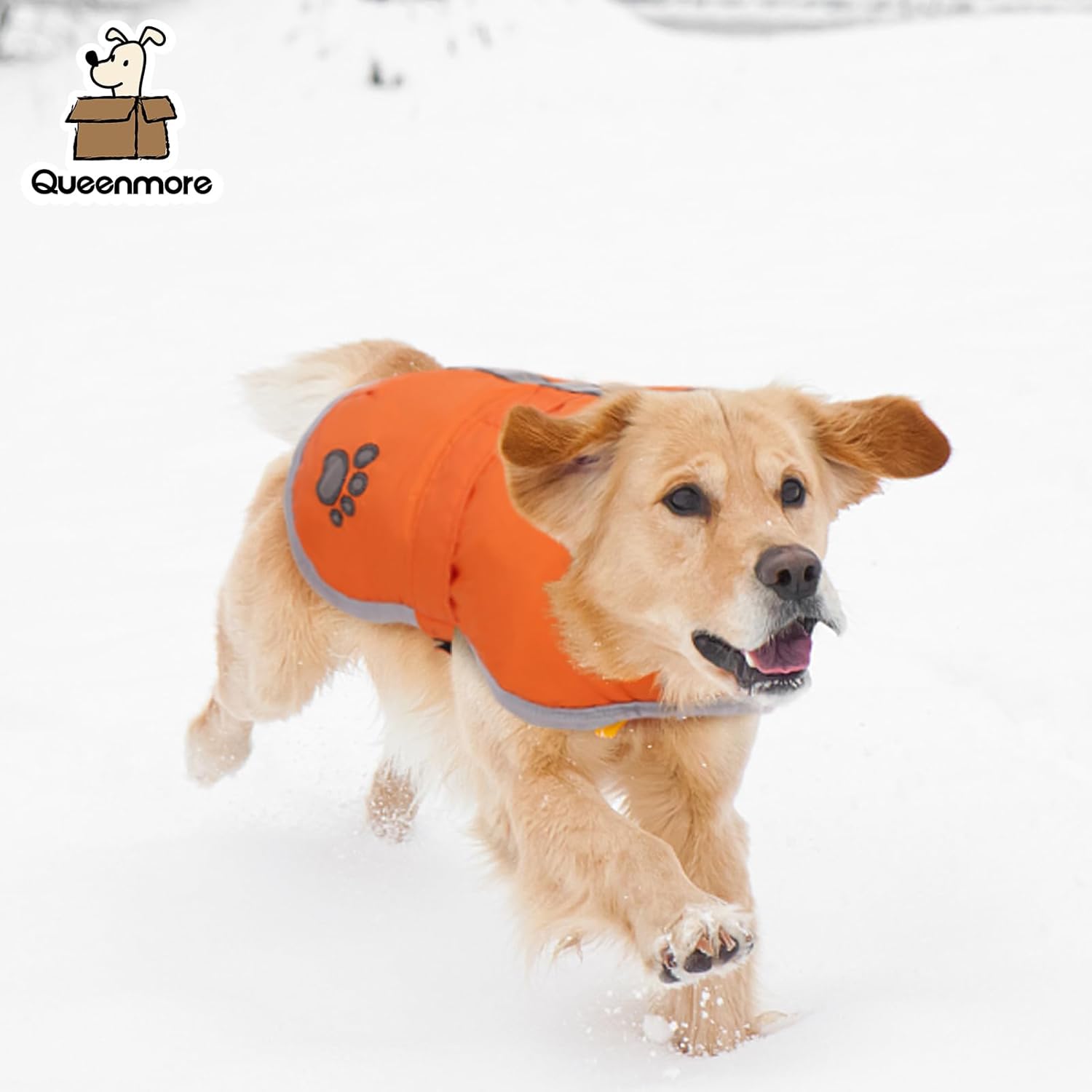 Dog wearing an orange coat with Queenmore branding in the snow at Pet Servo