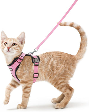Cat wearing a pink harness and leash on a white background at Pet Servo