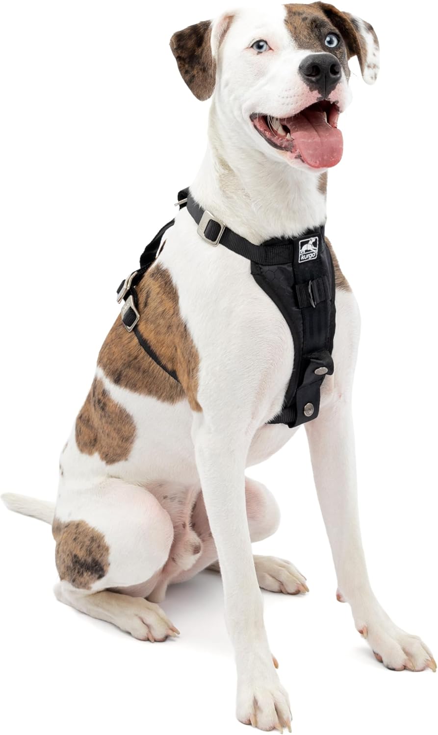 Dog wearing a black harness on a white background at Pet Servo