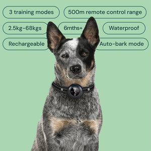 Dog wearing a training collar with features listed on a green background at Pet Servo