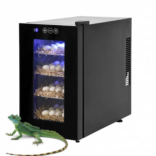 Small black incubator with glass door showing eggs and a green lizard in front on a white background at Pet Servo