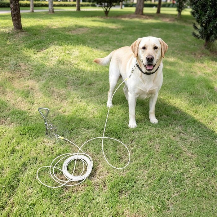 A yellow Labrador retriever stands on a grassy lawn wearing a black collar with a white leash attached. The leash is coiled on the grass nearby, with trees and park elements visible in the background.