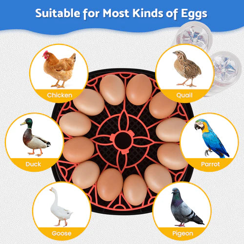 Egg holder with chicken, quail, duck, parrot, goose, and pigeon illustrations on a white background at Pet Servo