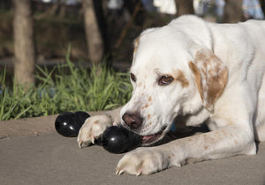 Dog lying on a sandy surface with two black balls beside it, surrounded by greenery at Pet Servo