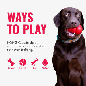 Dog playing with a red KONG Classic shape toy on a white background at Pet Servo