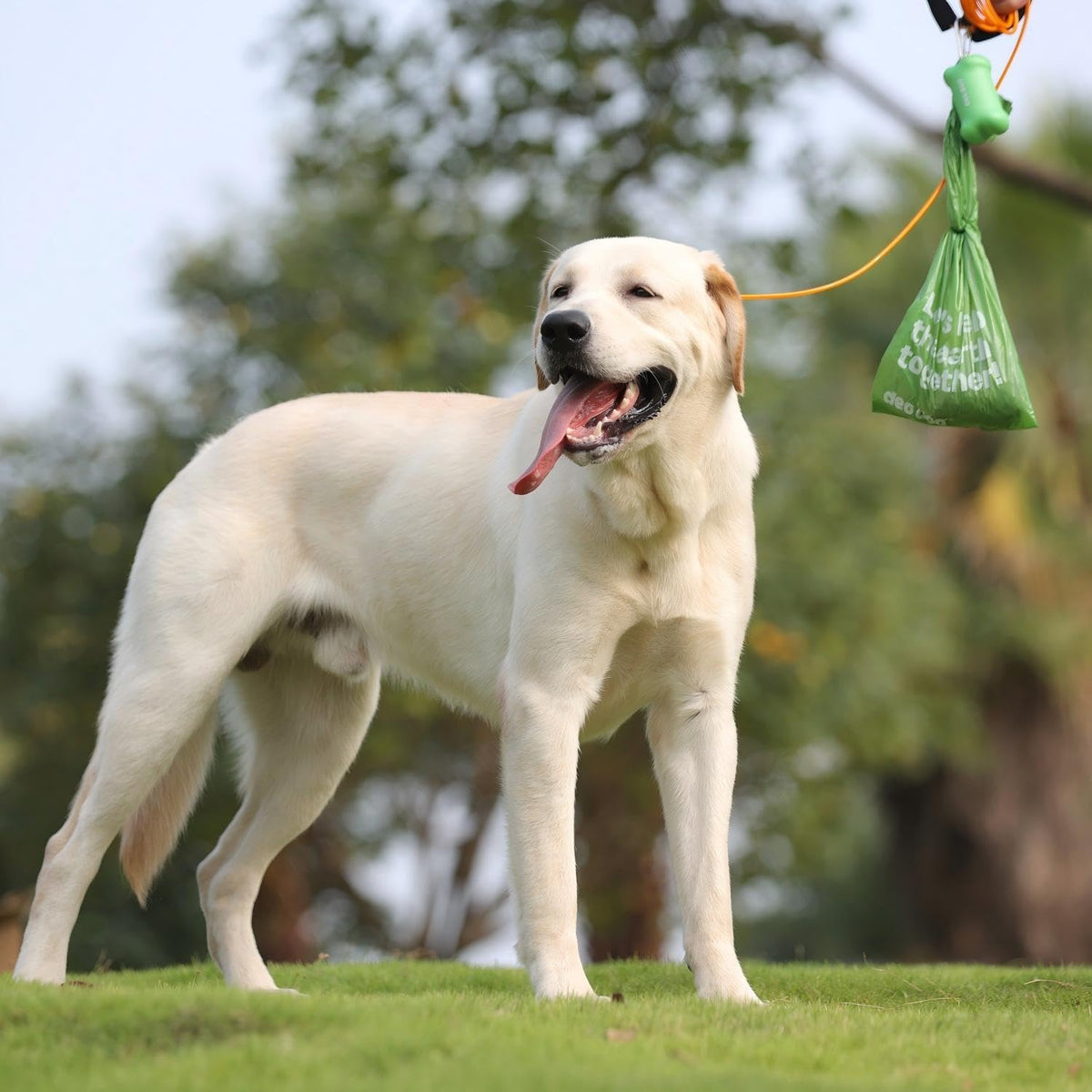 A light cream-colored Labrador Retriever stands on a grassy lawn outdoors, holding a green plastic bag in its mouth by an orange leash. The background shows a soft-focus park setting with trees at Pet Servo