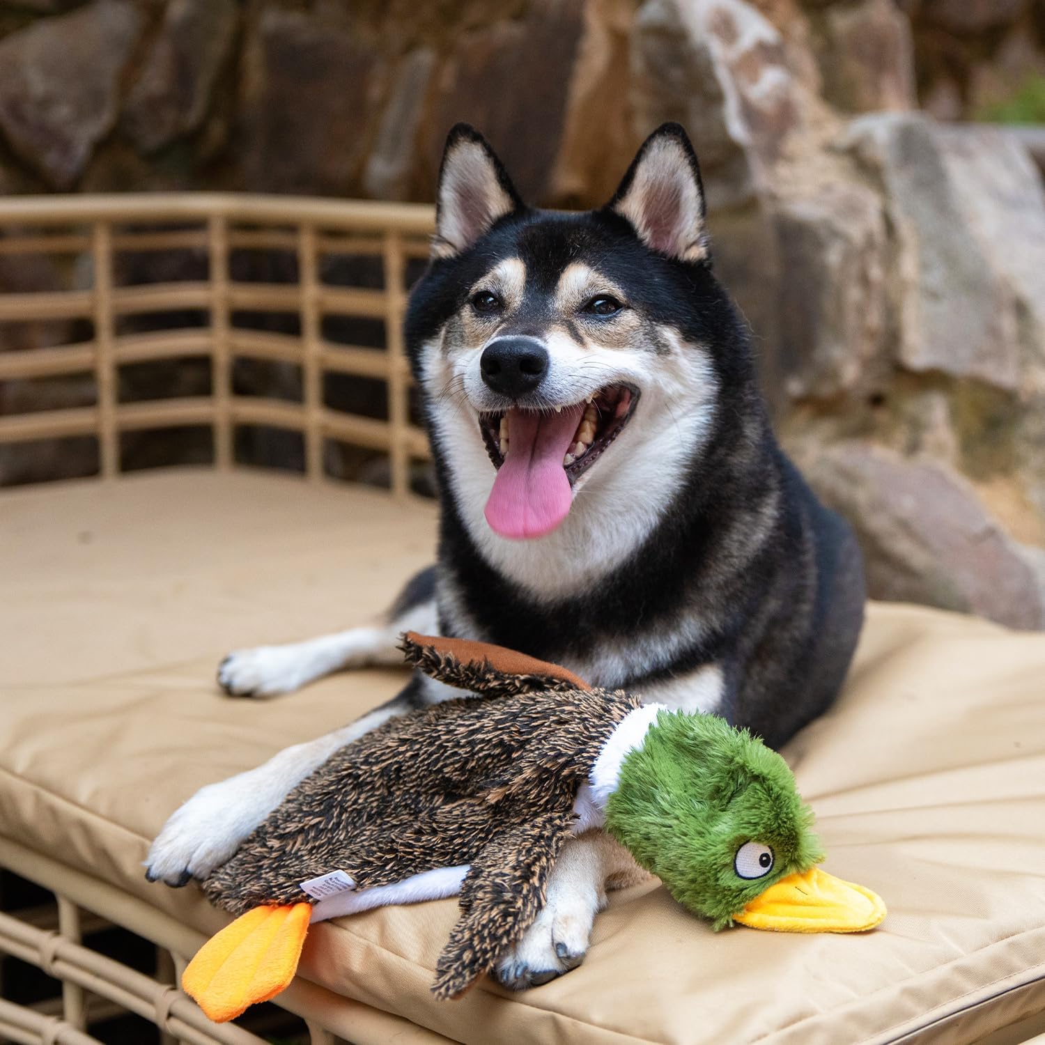 Dog playing with a duck toy on a beige cushion outdoors at Pet Servo