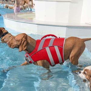 Dog wearing a red life jacket standing in a pool with another dog at Pet Servo