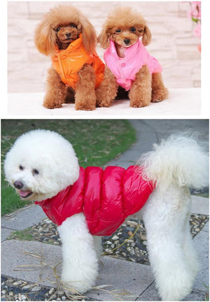 Two dogs wearing colorful coats, one in orange and pink, the other in pink, on a stone path at Pet Servo
